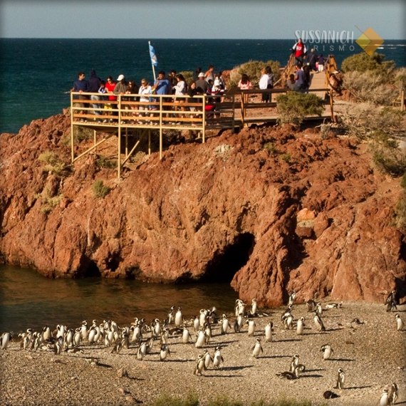 Punta Tombo 4