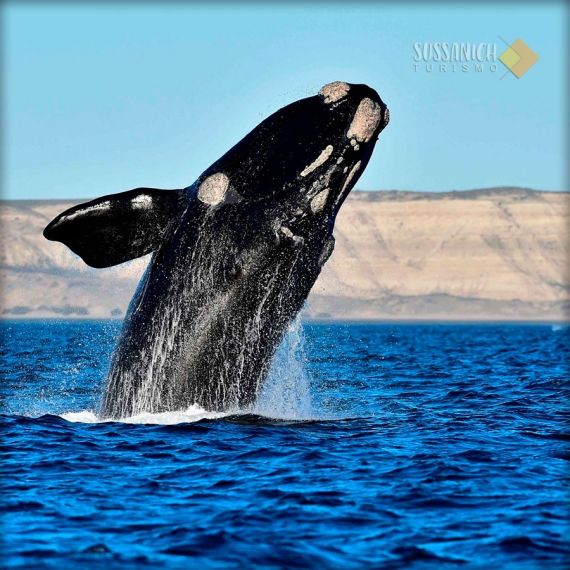 Península Valdés: naturaleza y fauna patagónica – TRAVEL SALE – 10% OFF ¡Abona en 4 cuotas sin interés! 3