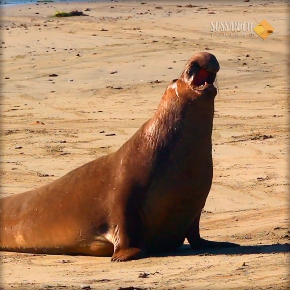 Península Valdés: naturaleza y fauna patagónica – TRAVEL SALE – 10% OFF ¡Abona en 4 cuotas sin interés! 5