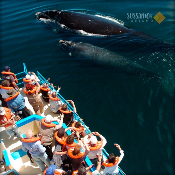 Paquete Puerto Madryn: Hotel + Transfers + Excursión con Avistaje en base doble – TRAVEL SALE – 10% OFF ¡Abona en 3 cuotas sin interés! 4