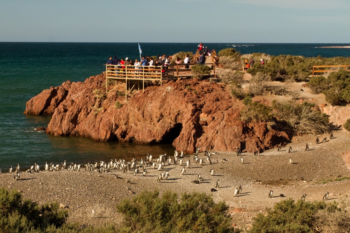 Punta Tombo con Box Lunch + City Tour
