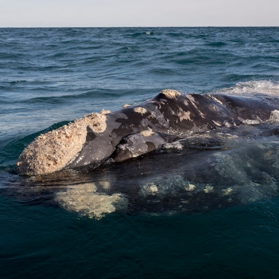 Avistaje de Ballenas Embarcado 2