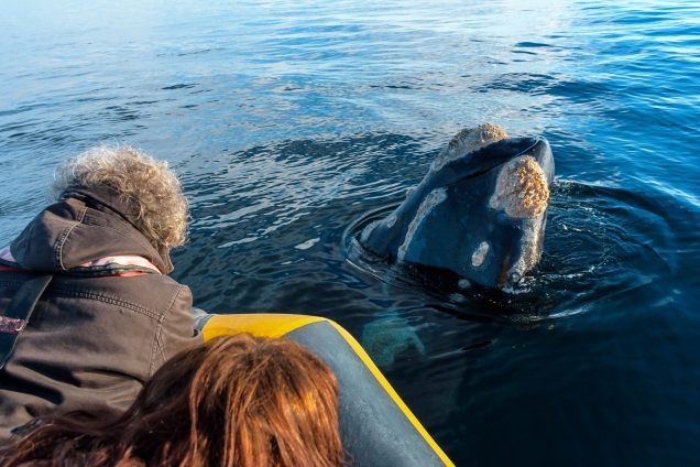 Los mejores tips para tu viaje a Puerto Madryn
