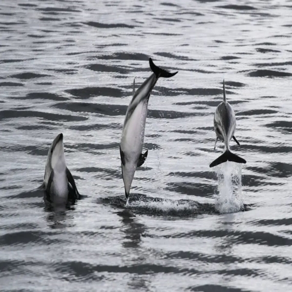 Paseo Náutico en Búsqueda de Delfines 3