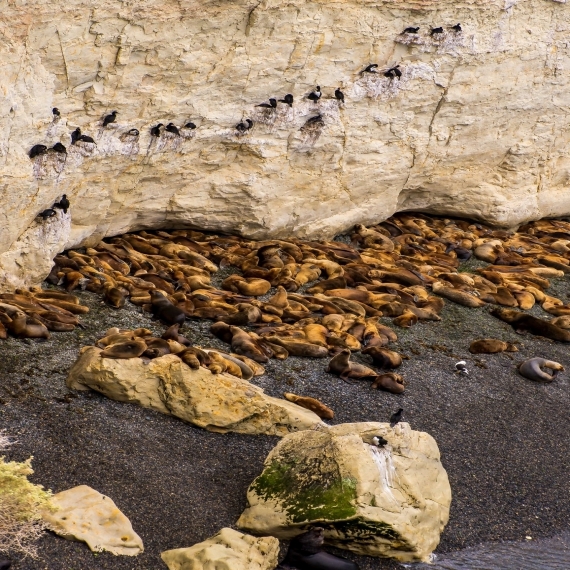 Punta Loma + City Tour de Puerto Madryn