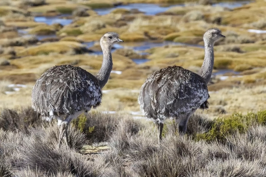 Calendario de fauna de Puerto Madryn e Peninsula Valdes