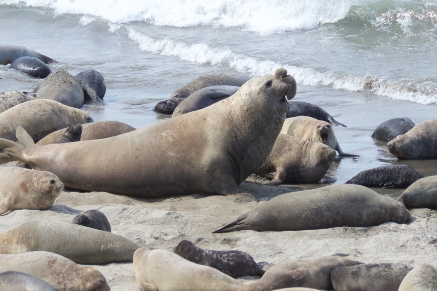 Calendario de fauna de Puerto Madryn e Peninsula Valdes