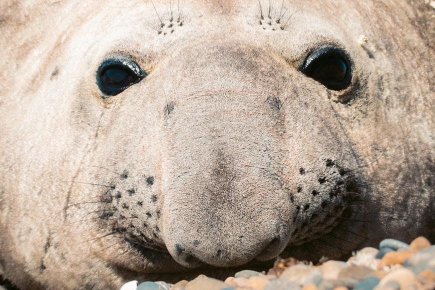 Calendario de fauna de Puerto Madryn e Peninsula Valdes