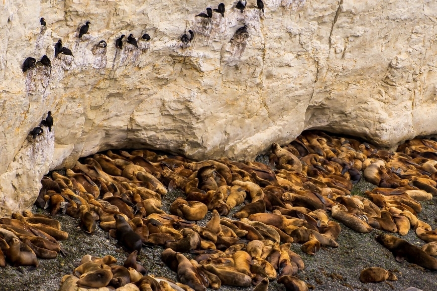 Calendario de fauna de Puerto Madryn e Peninsula Valdes