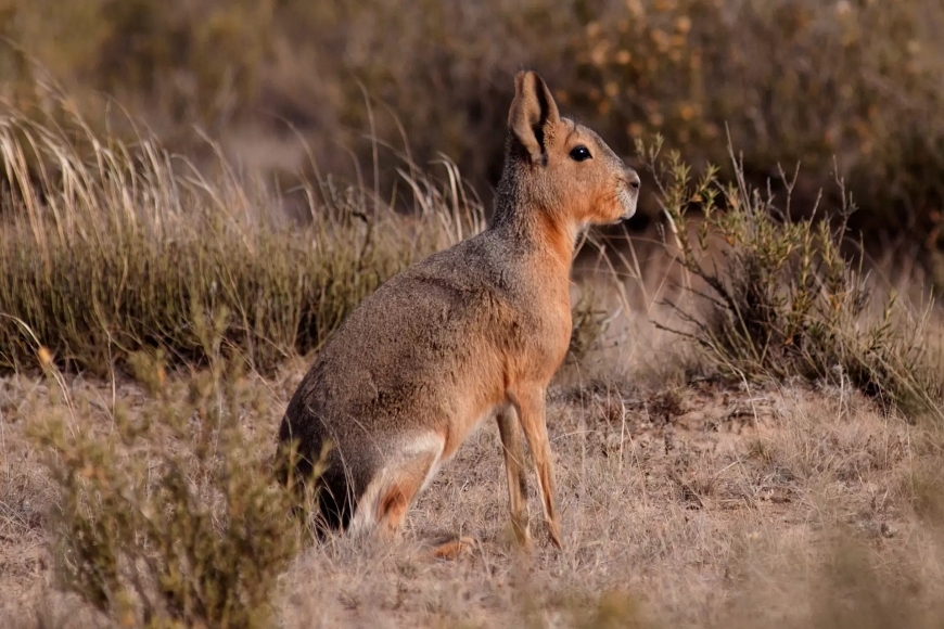 Calendario de fauna de Puerto Madryn e Peninsula Valdes