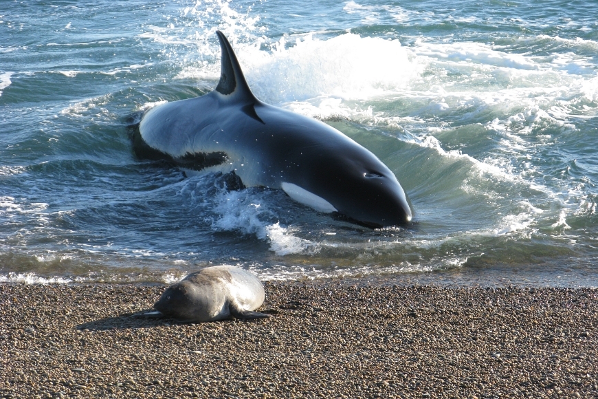 Calendario de fauna de Puerto Madryn e Peninsula Valdes