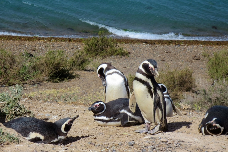 Calendario de fauna de Puerto Madryn e Peninsula Valdes
