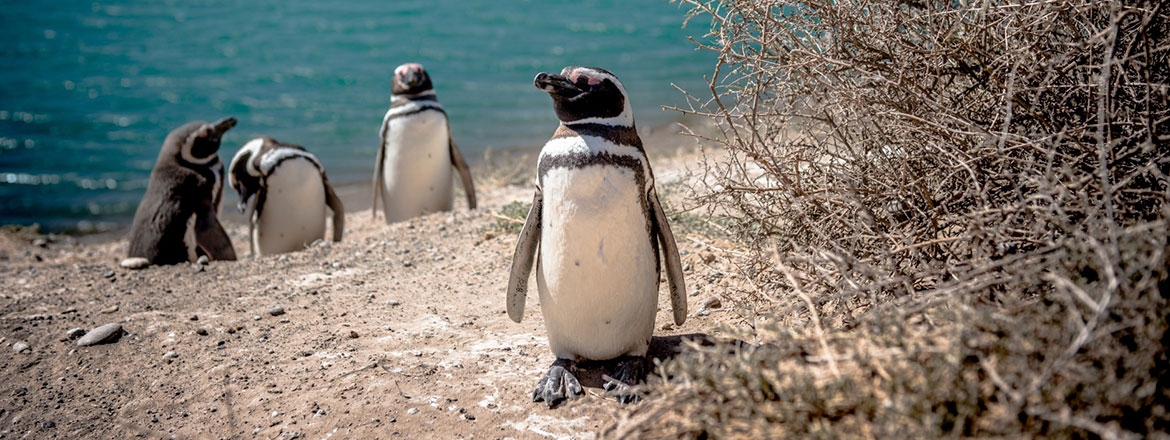 Puerto Madryn a tu manera: elegí 2 excursiones de día completo – TRAVEL SALE – 20% OFF ¡Congela tarifa de temporada baja! + 3 cuotas sin interés 8