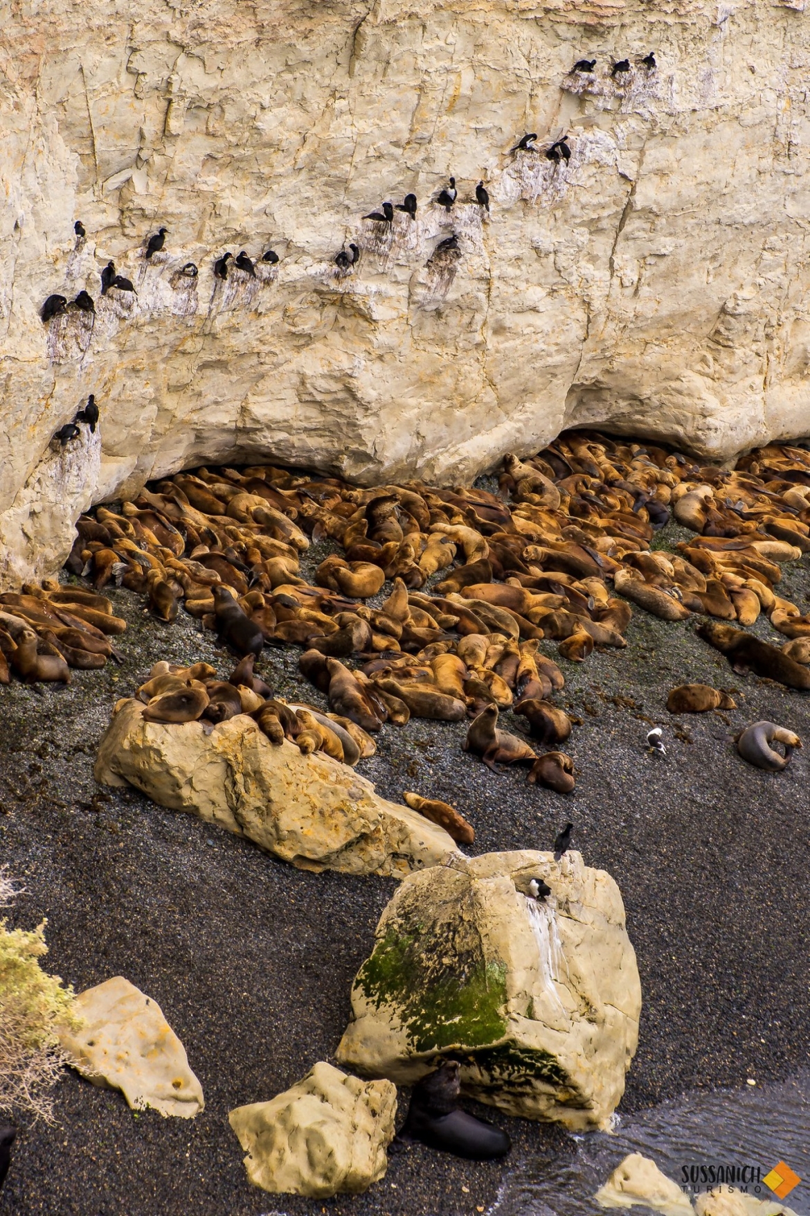 Punta Loma + City Tour de Puerto Madryn