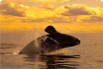 Avistaje de Ballenas Embarcado