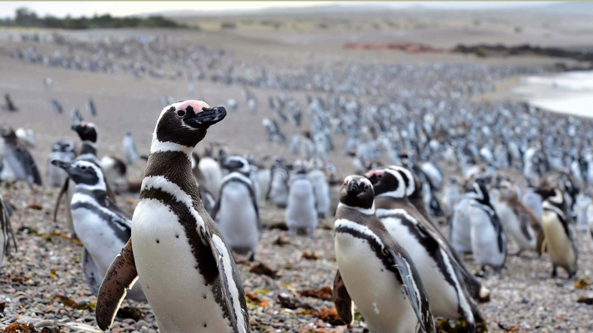 Punta Tombo: encuentro y caminata con pingüinos – TRAVEL SALE – 10% OFF ¡Abona en 4 cuotas sin interés! 3