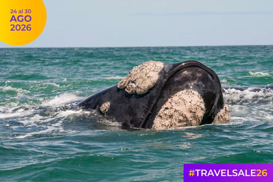 Travel Sale 2026: las mejores ofertas para viajar a Puerto Madryn, Argentina y el mundo