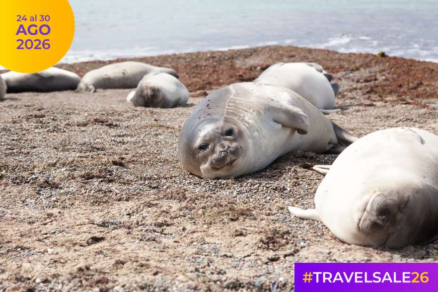Travel Sale 2026: las mejores ofertas para viajar a Puerto Madryn, Argentina y el mundo