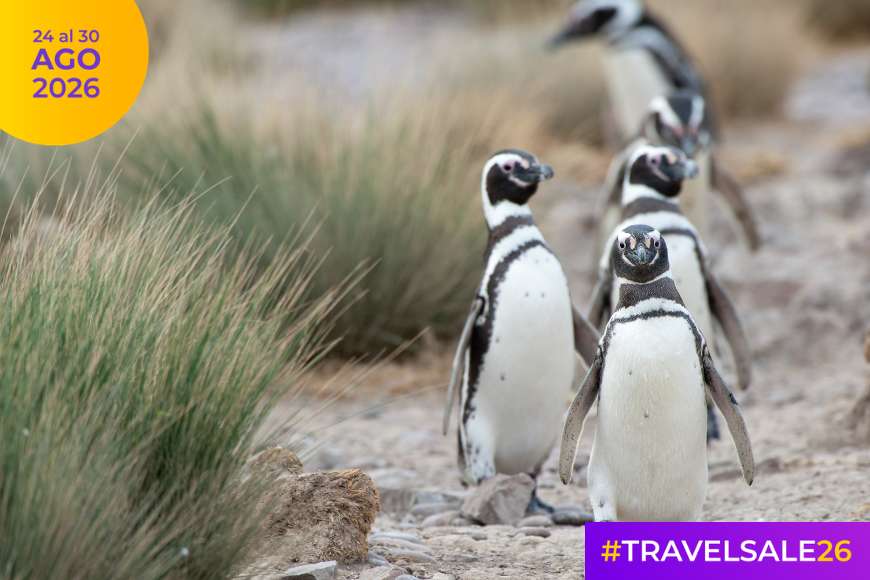 Travel Sale 2026: las mejores ofertas para viajar a Puerto Madryn, Argentina y el mundo
